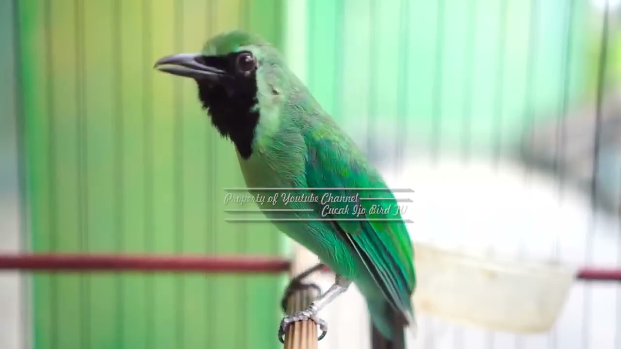 Tanpa Basa Basi Cucak Ijo Yang Susah Bunyi Bakal Nyaut Langsung Bunyi Gacor Isian Bolo