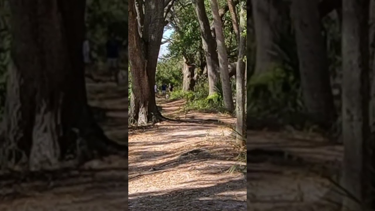 Disc Golf Fly-bys 🥏💥⛓️