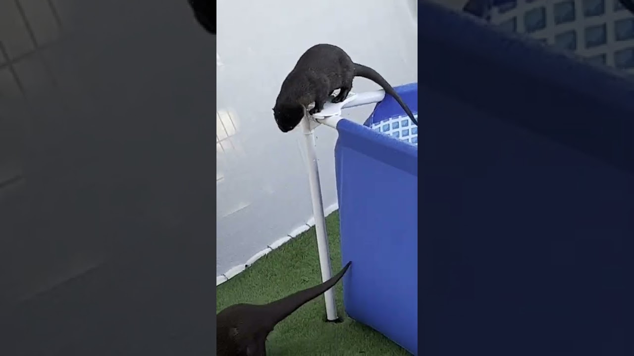 Стоит и смотрит на что-то. 