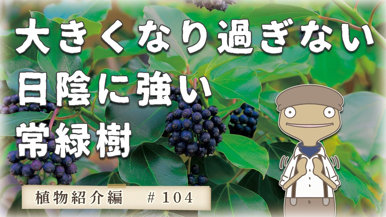 ※説明必読　カクレミノ　日陰でも元気に育つ常緑樹　目隠しに　ガーデニング hq720.jpg?sqp=-