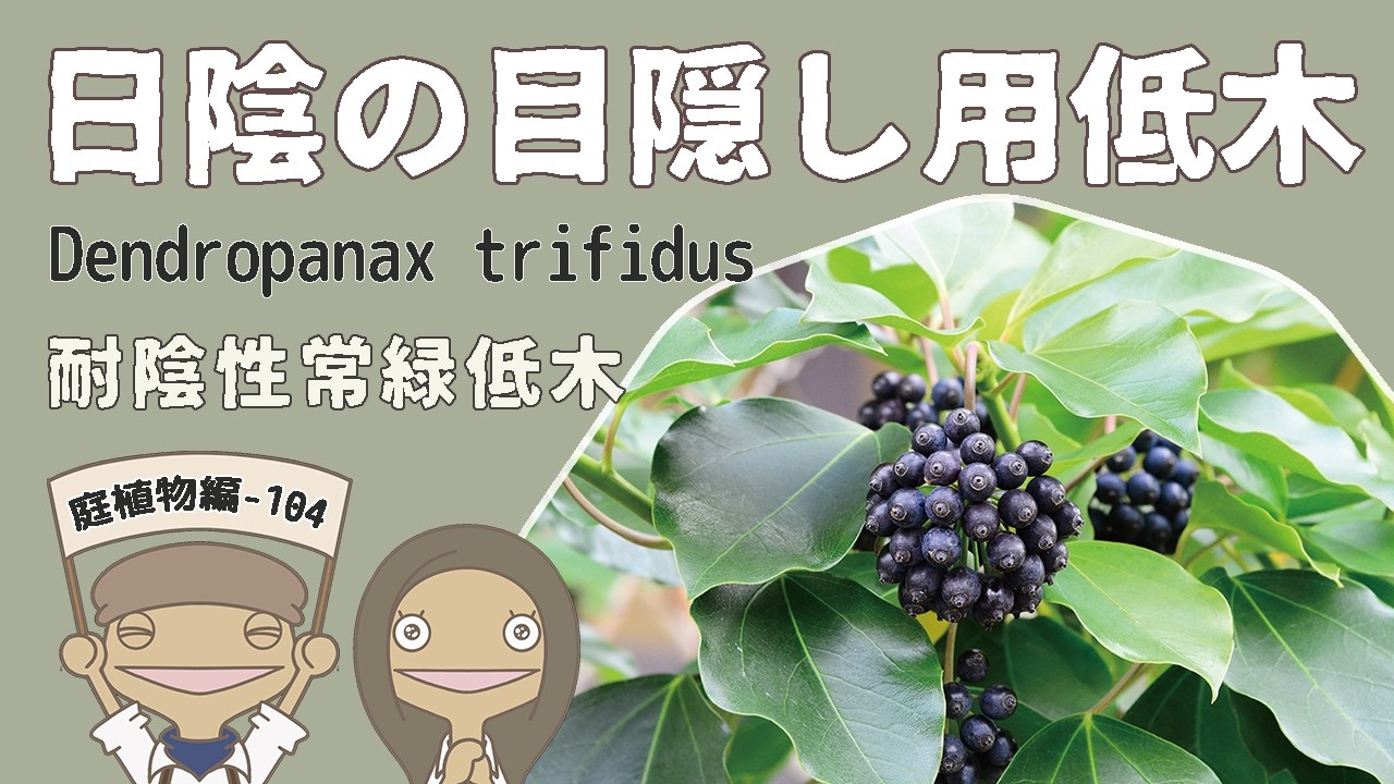 目隠し】大きくなりにくい日陰に強い常緑樹｜プロが良く選ぶカクレミノ
