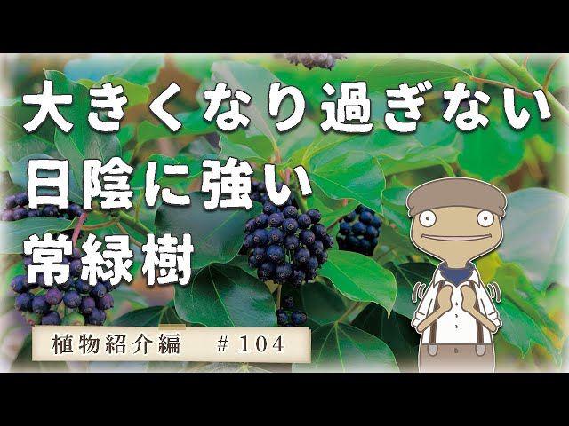 目隠し】大きくなりにくい日陰に強い常緑樹｜プロが良く選ぶカクレミノ