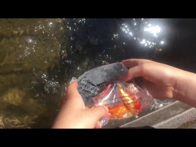 Goldfish In Water Troughs