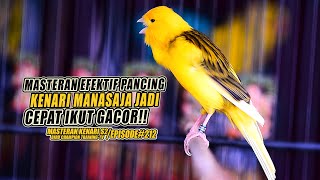 #212 Masteran Suara Burung Kenari Gacor Panjang cuit cuit Ngerol untuk Pancingan Kenari! [S2]
