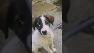 #puppy kisses and wagging tails☺️🐶