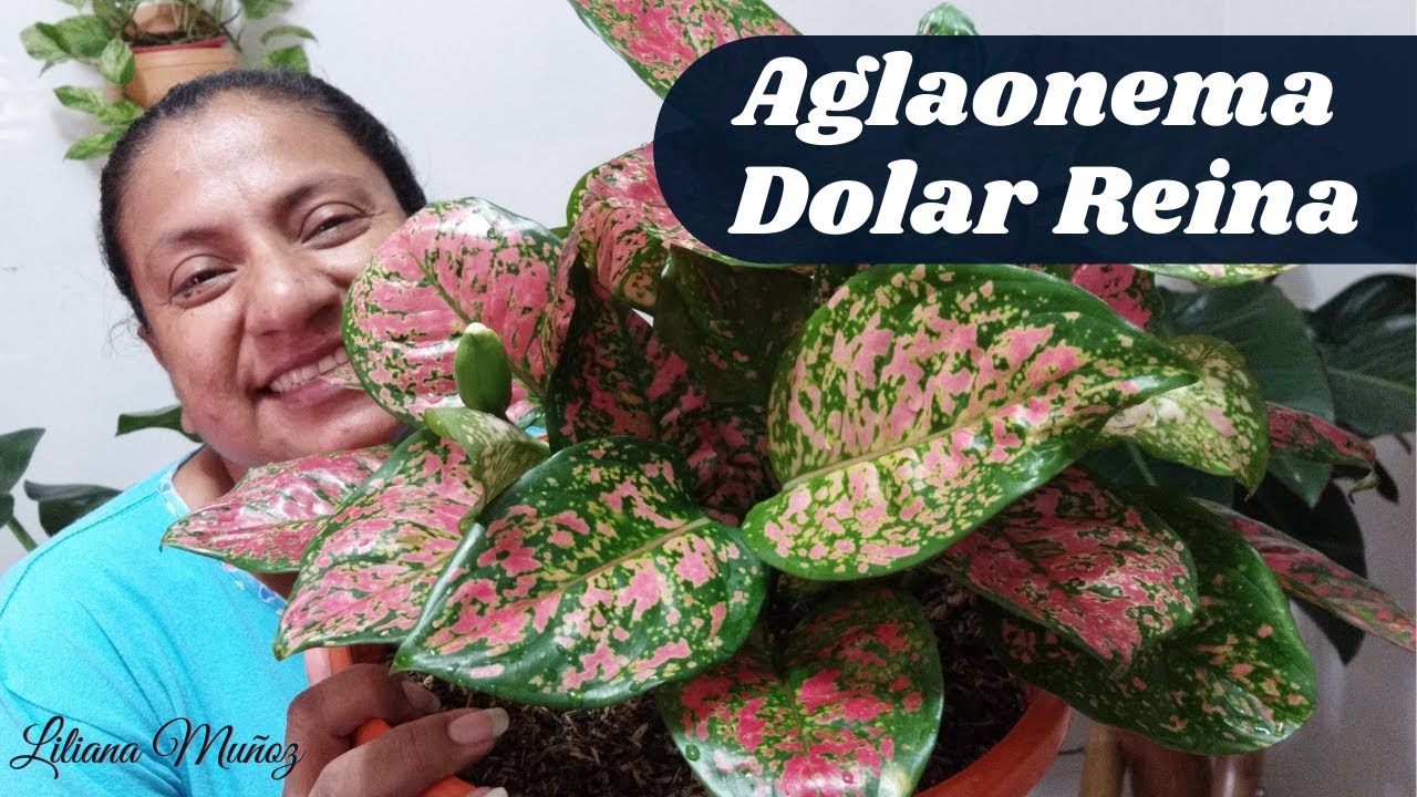 AGLAONEMA DOLAR REINA / Liliana Muñoz