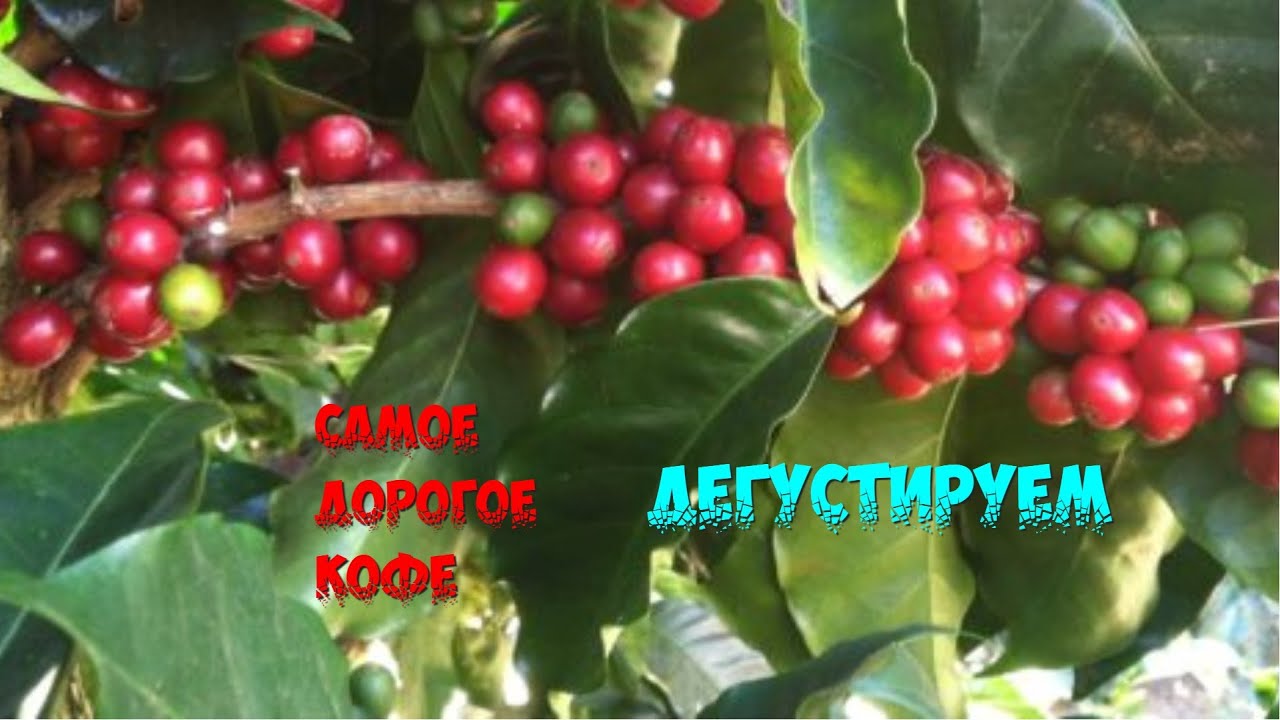 ПУТЕШЕСТВУЕМ ПО ПАНАМЕ/САМОЕ ДОРОГОЕ КОФЕ В МИРЕ/ДЕГУСТИРУЕМ КОФЕ ГЕЙША ...