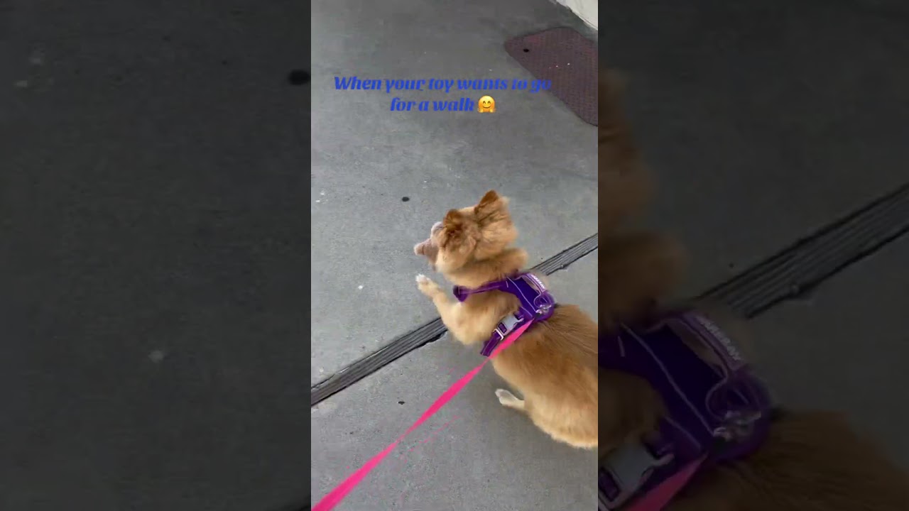 When you’re a responsible toy owner 😂🤭