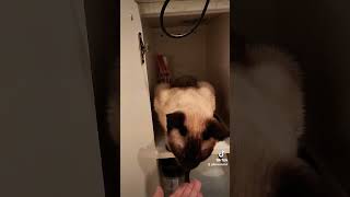 Whose your best pal ?! #cat #pets #siamese #adopt