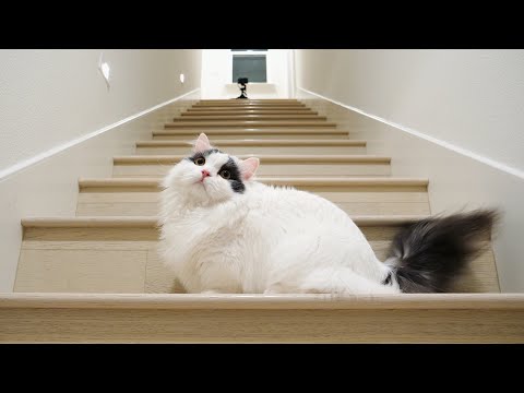 فيديو: Munchkin أو Midget Cat تولد هيبوالرجينيك ، الصحة والحياة