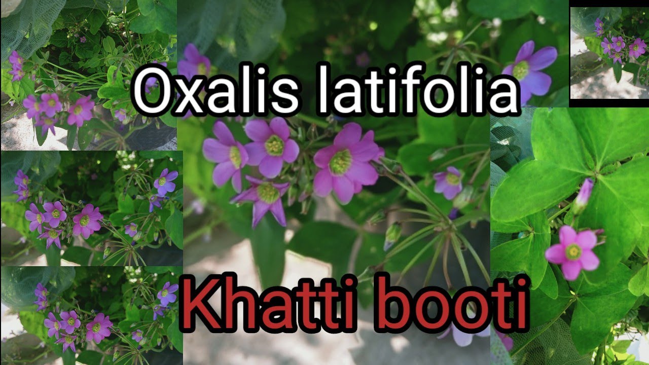Oxalis latifolia ||Indian sorrel || Khatti booti || Green shamrock|| Butterfly plant