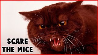 CAT SOUNDS TO SCARE MICE AWAY  MOUSE REPELLENT 15 MIN!!!