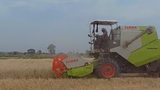 Claas Dominator 40 Combine Harvester 🔥क्लास डॉमिनेटर 40 हार्वेटर से गेंहू की कटाई🚜