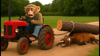 Monkey Farmer Uses Tractor To Save Horse From Tree Trunk - Monkey Farm Work Coco Farm