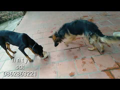 Video Nguyên nhân | chó bị ghẻ # cách điệu trị khỏi 100% | n... - youtube