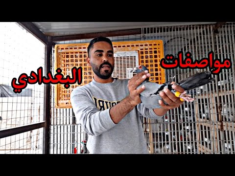 شرحت عن مواصفات البغدادي  وضاع بعد الشرح ع طول 😔