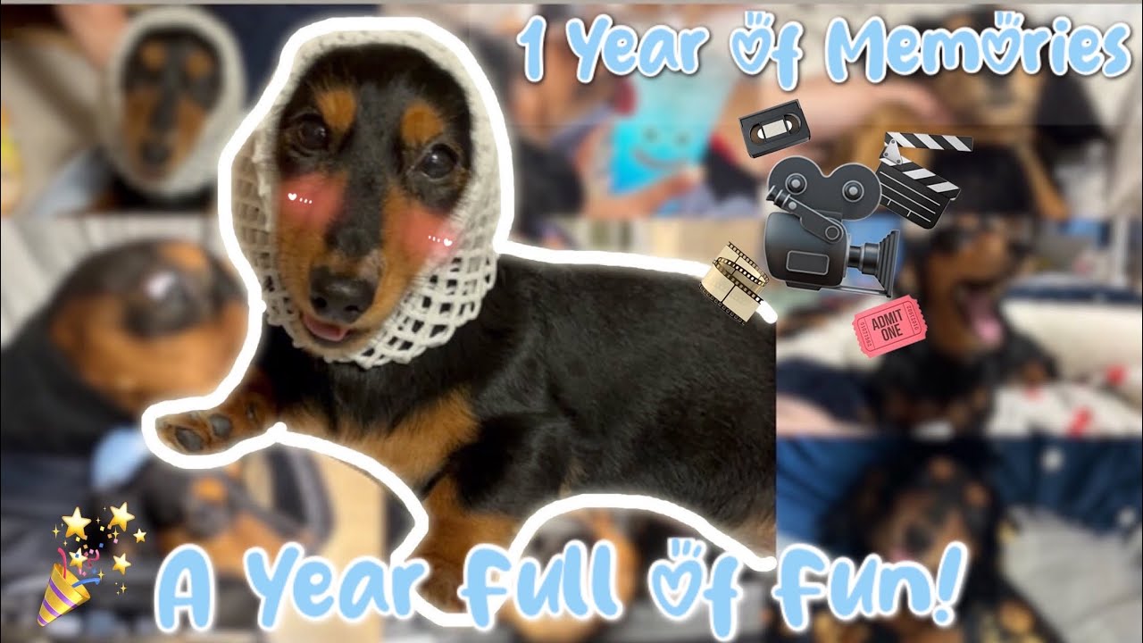 A Year of Memories｜ノコノコ(ミニチュアダックス)と過ごした1年🐶