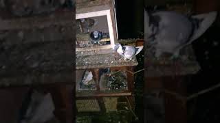 Roosting flock
