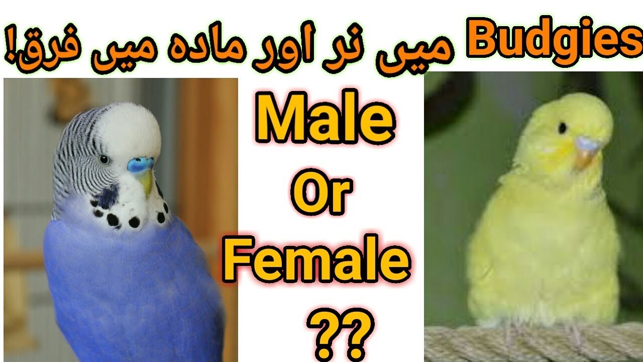 aseel hameem ser el hayat Budgies male and female difference-budgies mein male aur female mein farq l pets care