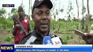 NDLEA Uncovers 498 Kilograms of Canabis in Edo State