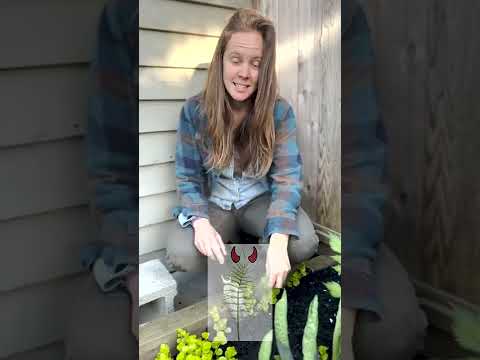 Vídeo: Horsetail Weed Killer - Livrando-se da erva daninha nos jardins