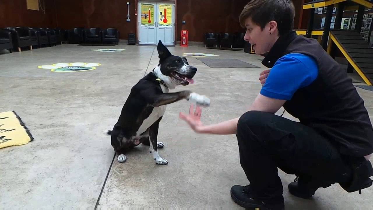 Dogs Trust West Calder - Phoenix