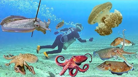 Lặn Biển Xuyên Được Mực Nang Bạch Tuộc Lửa Và Nhiều Loại Sò Ốc | Cảnh 86