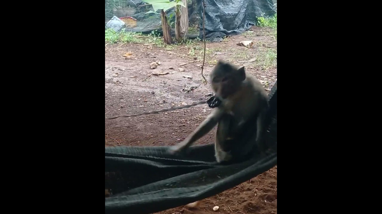 Monkey Mischief & Goat Adventures – Nature Like You’ve Never Seen!"