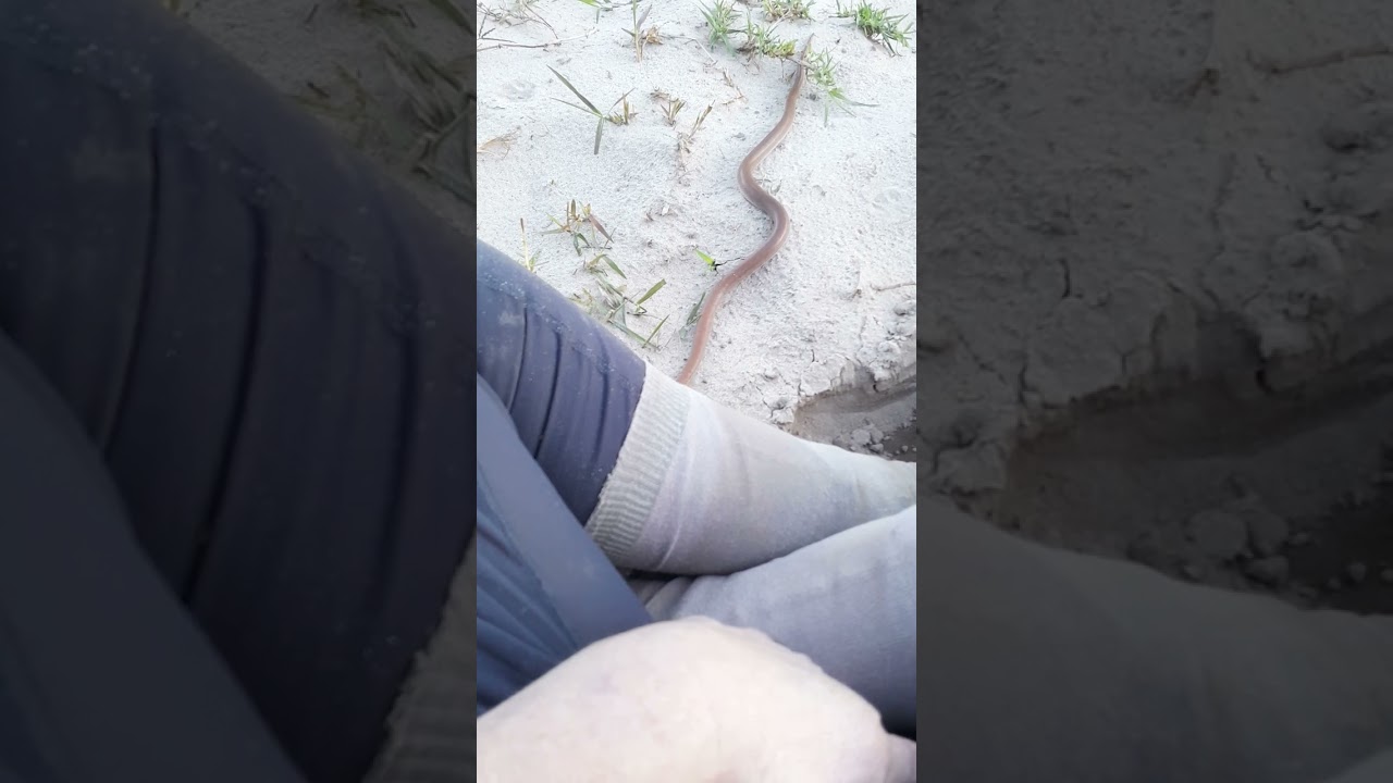 wild african brown  house snakes trying to act tame.