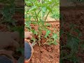#Cutting the vegetable plants in #vegetableshorts#