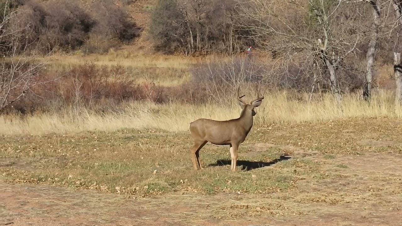 Mule Deer Buck keeping a watchful eye on his Harem in Colorado