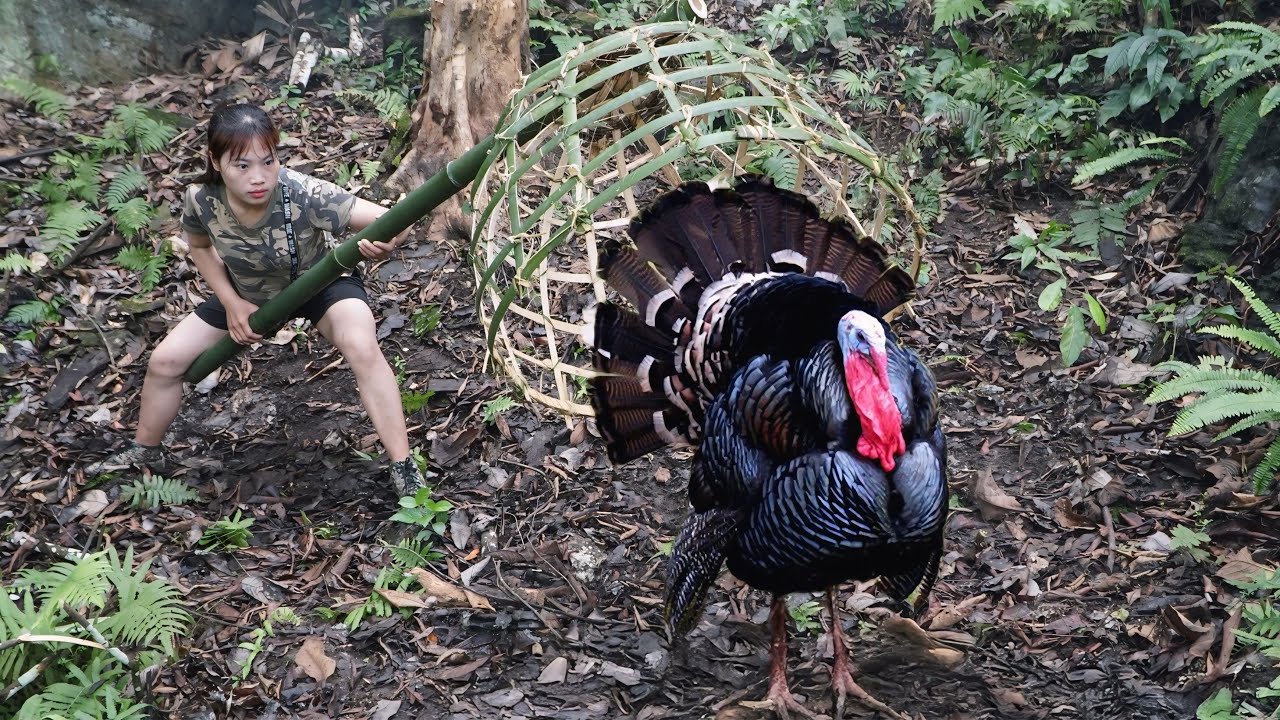 wild turkey hunting skills, making bamboo baskets to catch turkeys at night, survival alone