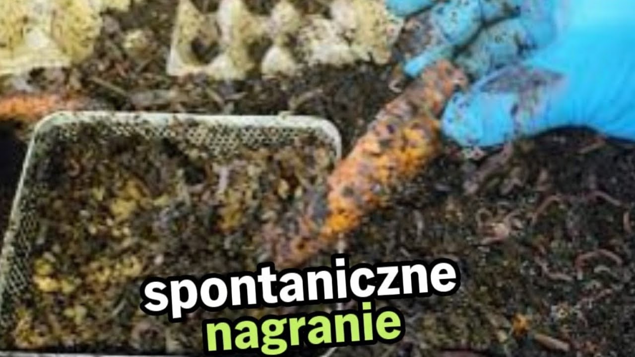 Szybki rzut oka na mój wermikompostownik – co dziś robią dżdżownice?🪱🪱🪱