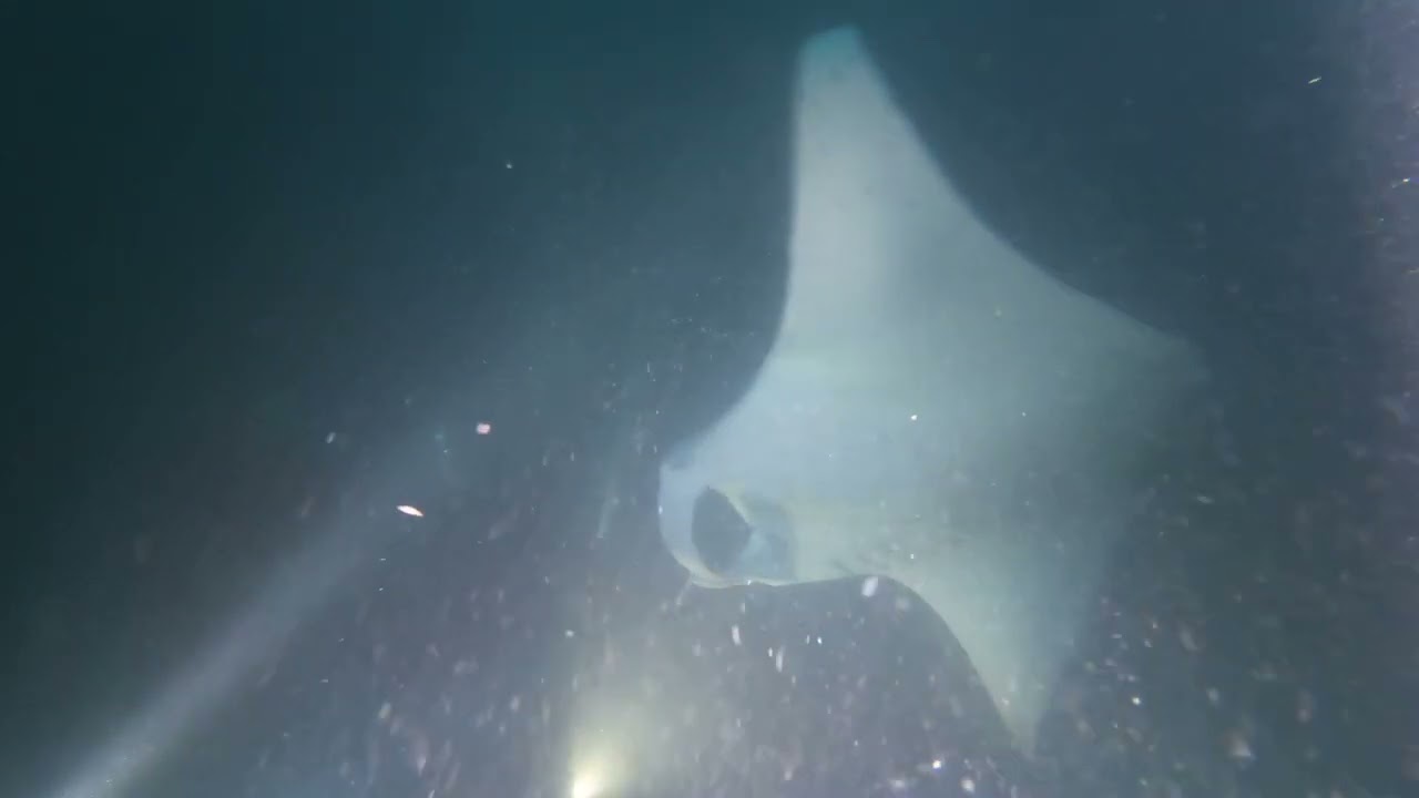 Scuba Diving - Maldives - 1/05/2024 - Dive #14 -  Fesdhoo Lagoon (night dive)