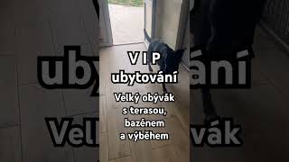 VIP ubytování - Psí hotel Gia #psihotelgia #doghotel #hlidanipsu #doglife