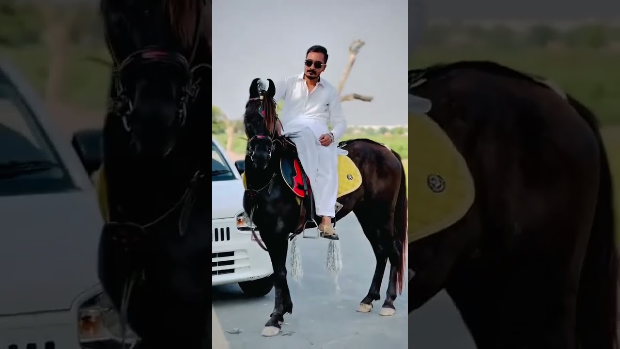 Hammad pet house hourse 