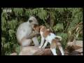 Monkeys play with cute puppy - Monkey Warriors - BBC animals