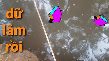 cắm câu cá lóc đồng đụng độ hàng khủng đứt lưỡi liên cần.. // fishing with in viet nam