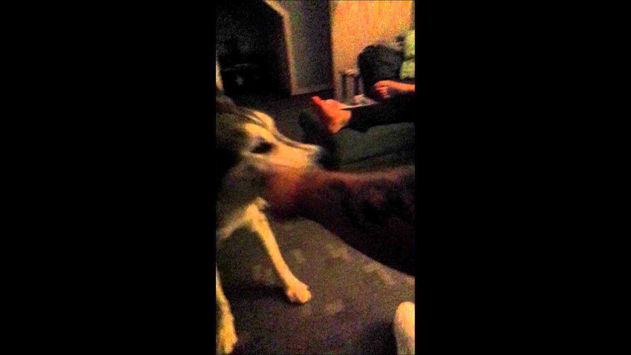 Diesel the Siberan Husky - Playtime #9