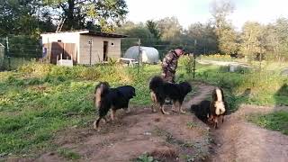 Монгольский Банхар Питомник Золотая Орда Санкт-Петербург