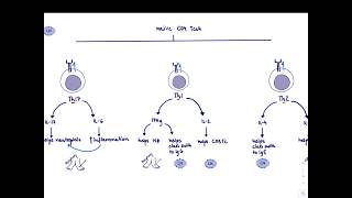Brandl's Basics: T-helper subtypes