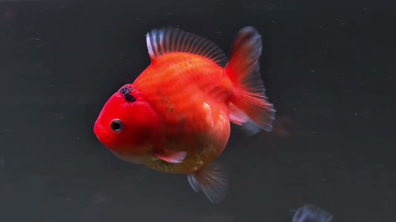 Gromming oranda goldfish