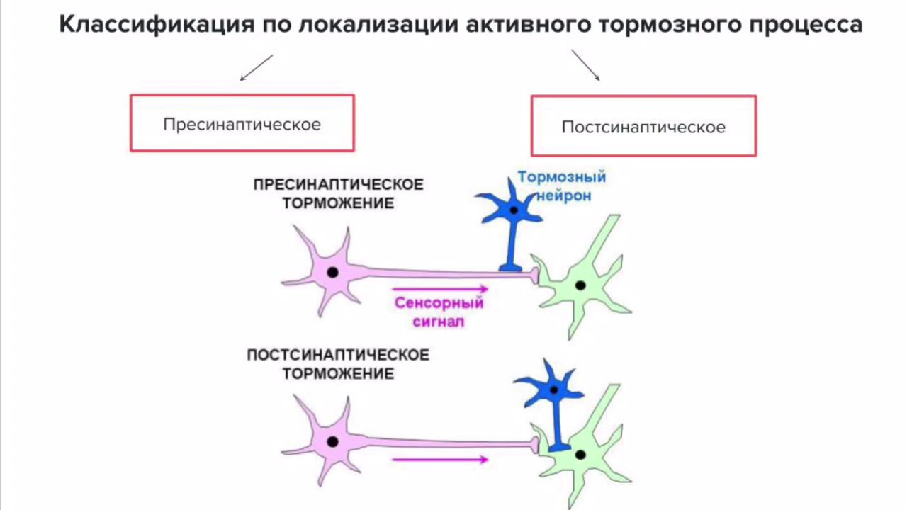 Схема развития внешнего торможения