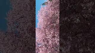 🩷🌸🌸🌸🌸🌬🌬🌬