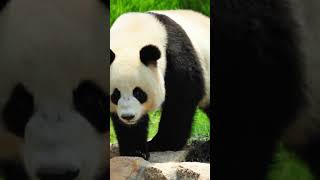 Uncovering the Surprising Truth About Pandas | You Won t Believe 😲😲🐼