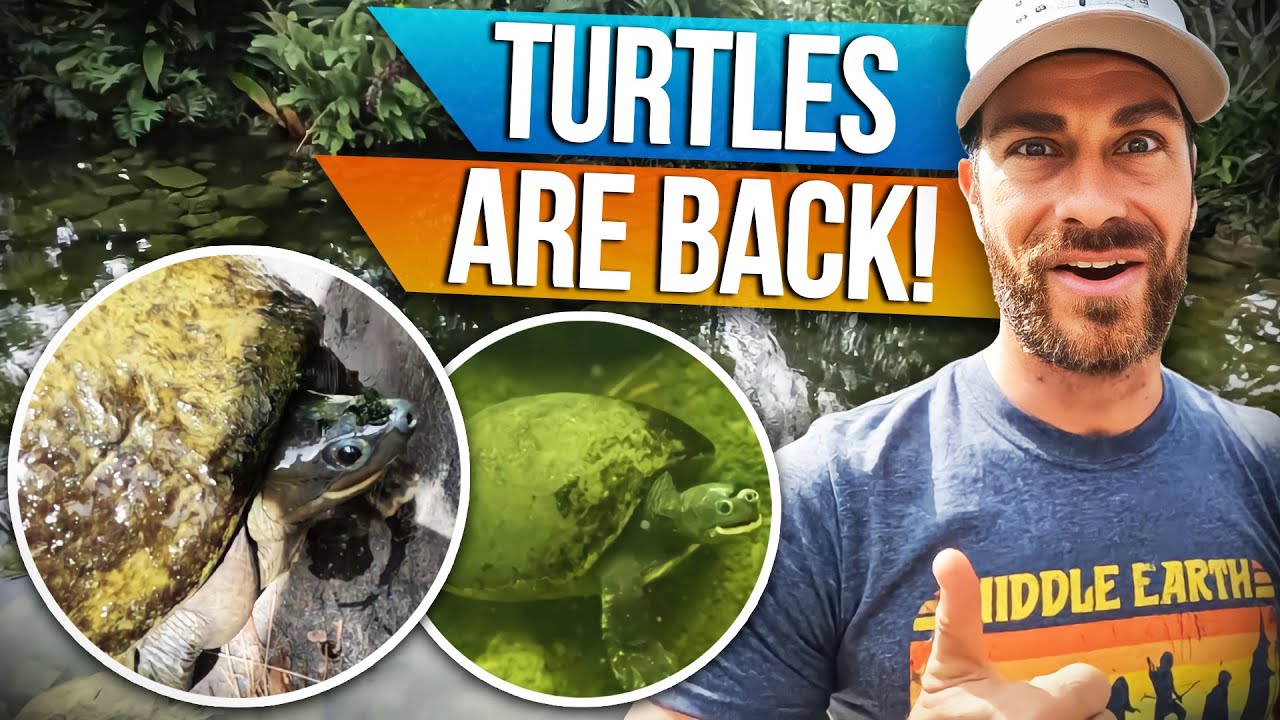 All the BIG Turtles are going back in the POND!