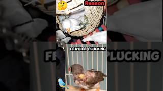 Finches Ku Apne Feather Plucking Karti He? 🤔🕊️ #ytshorts #shorts #viralvideo #uniquebirdsvlog #facts