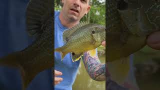 Fish Love Them! by Tanner Flowers 122 views 13 days ago 1 minute, 38 seconds