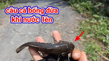 Câu cá bống dừa ở khu dừa nước, khi nước đang vào toàn cá bự bự quá đã luôn