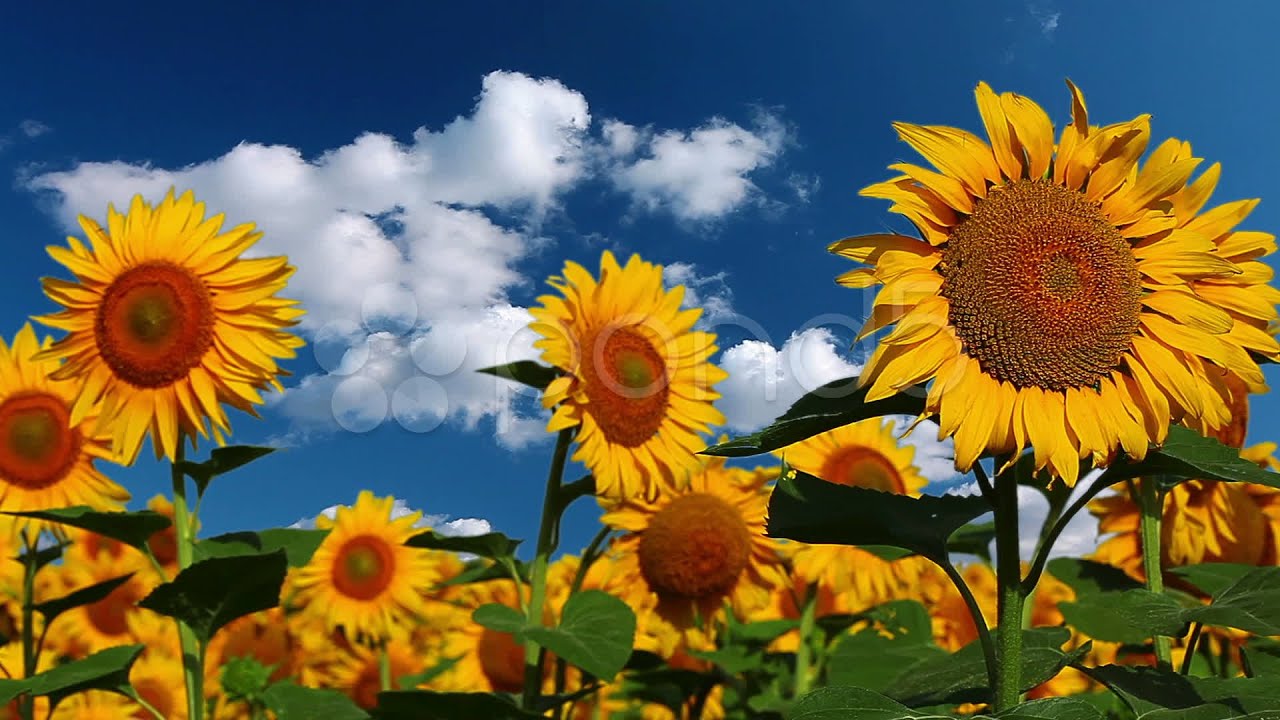 Flowering Sunflowers On A Background Cloudy Sky. Stock Footage